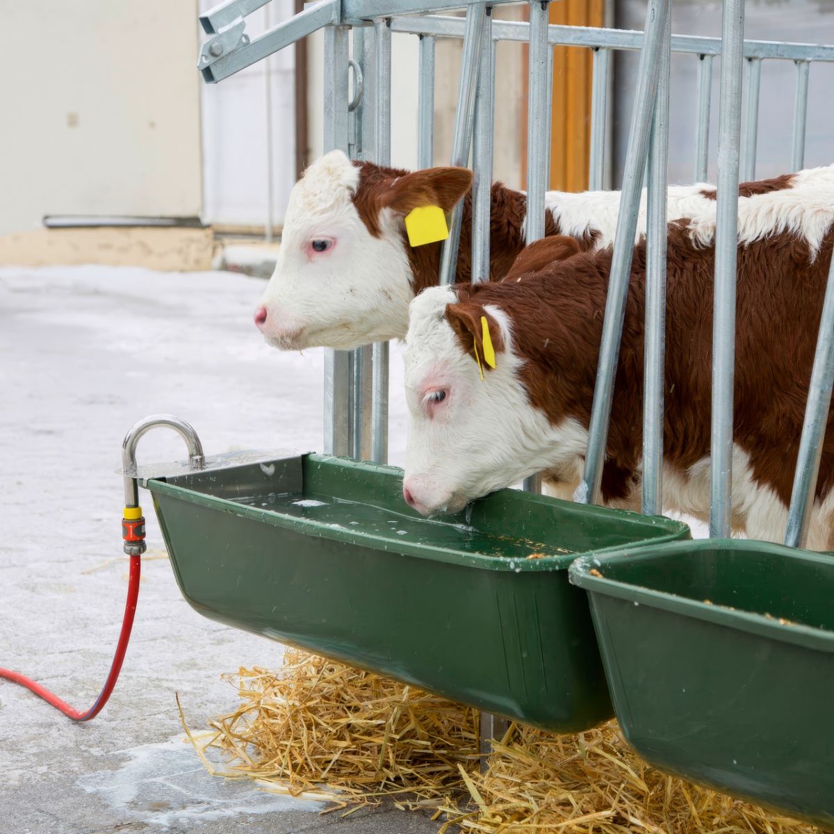 5419-adapatoare-pentru-bovine-cu-plutitor-si-racord-de-furtun-42-litri 5419-adapatoare-pentru-bovine-cu-plutitor-si-racord-de-furtun-42-litri