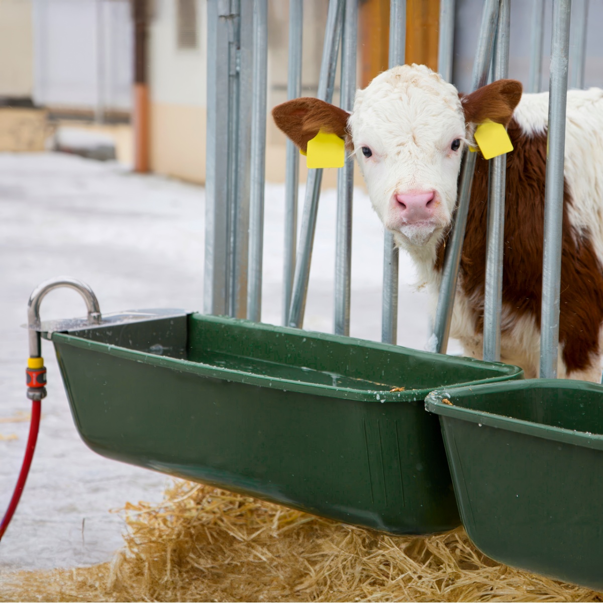 5420-adapatoare-pentru-bovine-cu-plutitor-si-racord-de-furtun-42-litri 5420-adapatoare-pentru-bovine-cu-plutitor-si-racord-de-furtun-42-litri